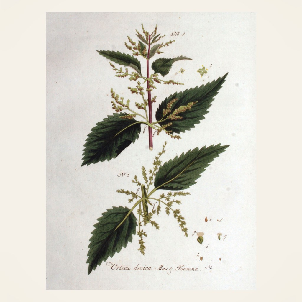 Brennnessel – Botanische Illustration
