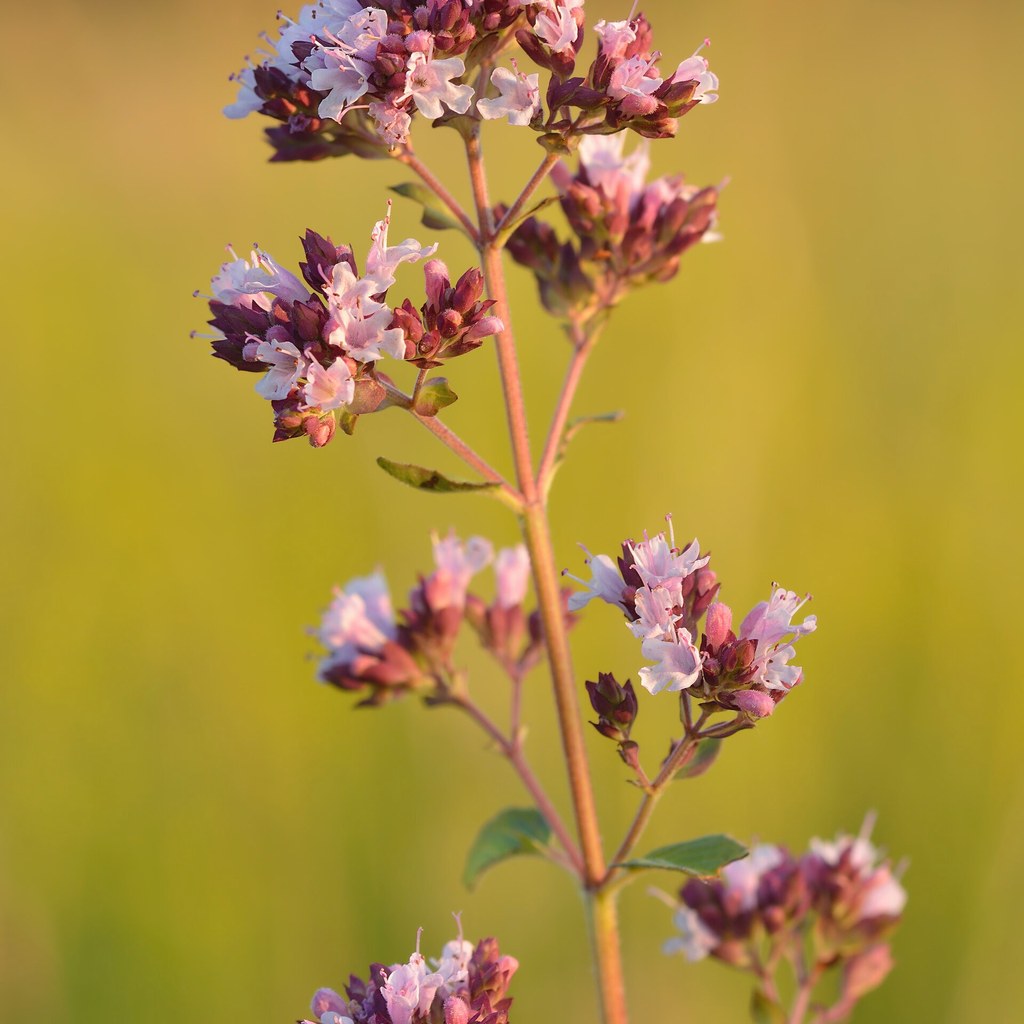 Oregano – Blütezeit