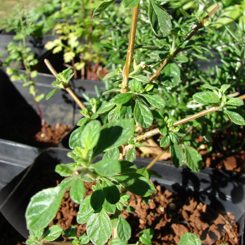 Oregano – Erntezeit