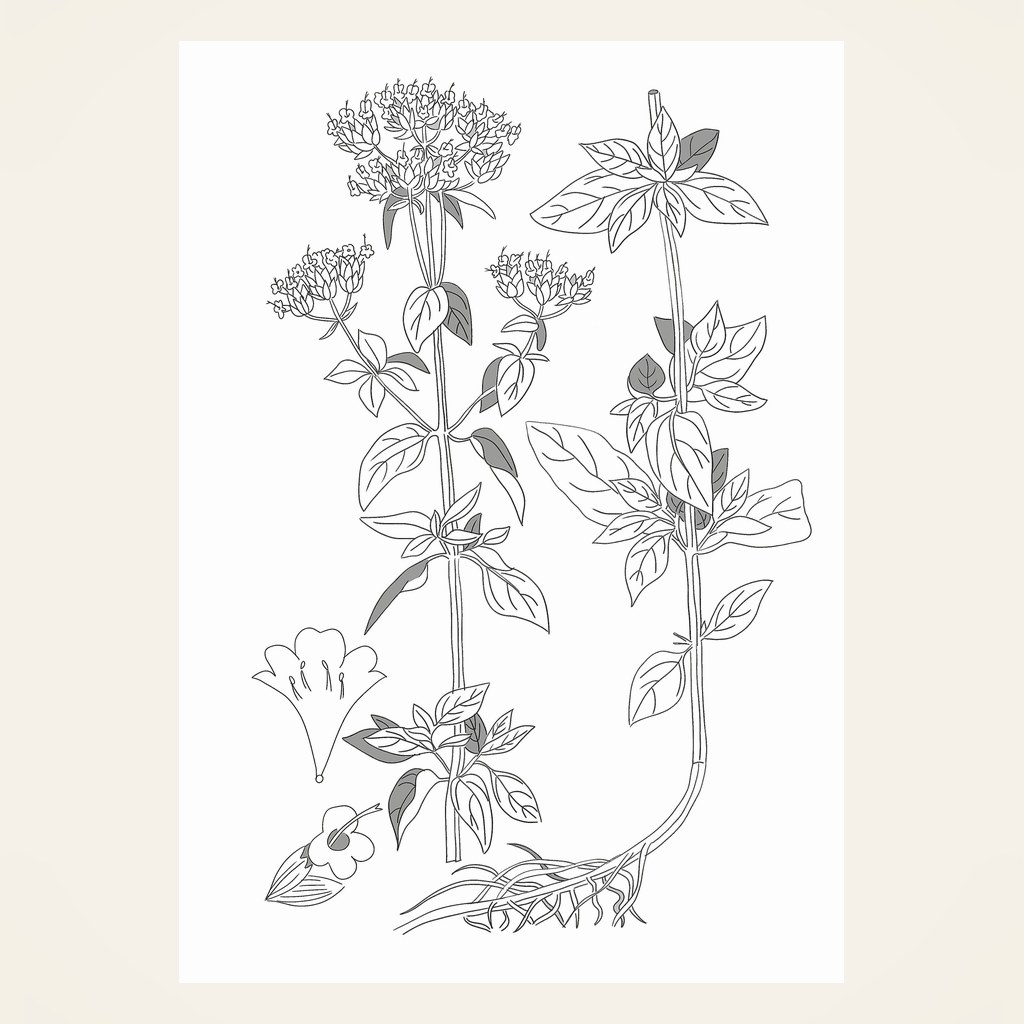 Oregano – Botanische Illustration