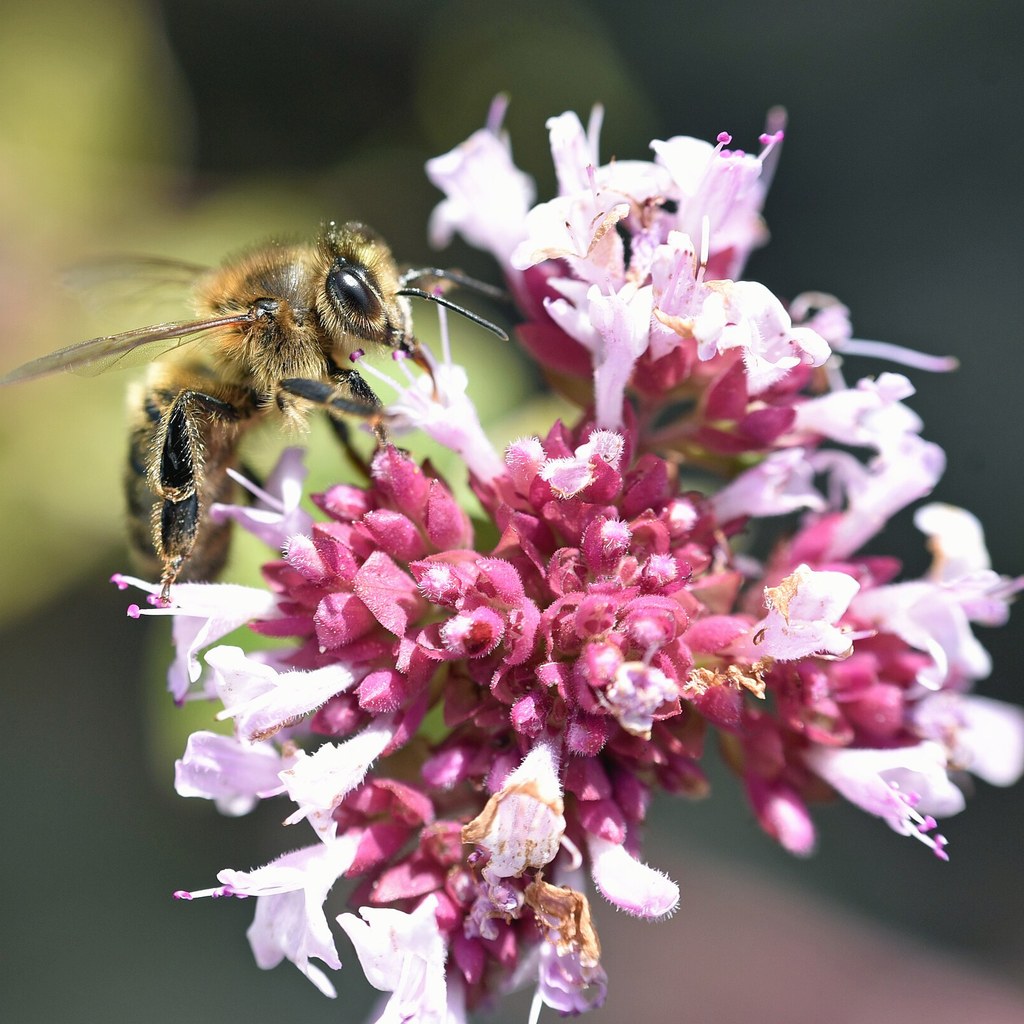 Oregano – Wichtigste Wirkstoffe