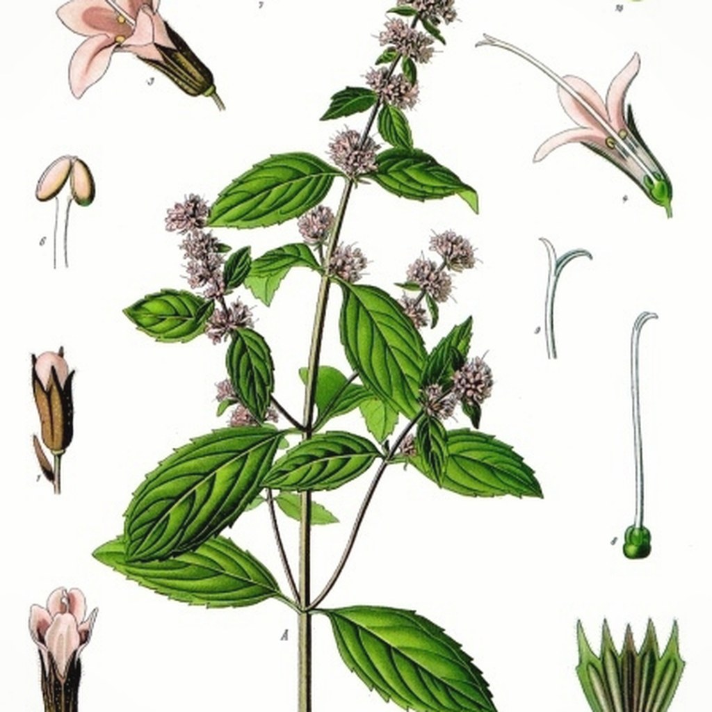 Pfefferminze – Blütezeit