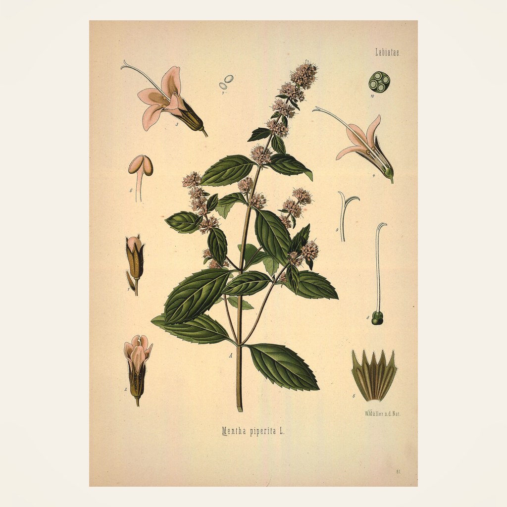Pfefferminze – Botanische Illustration