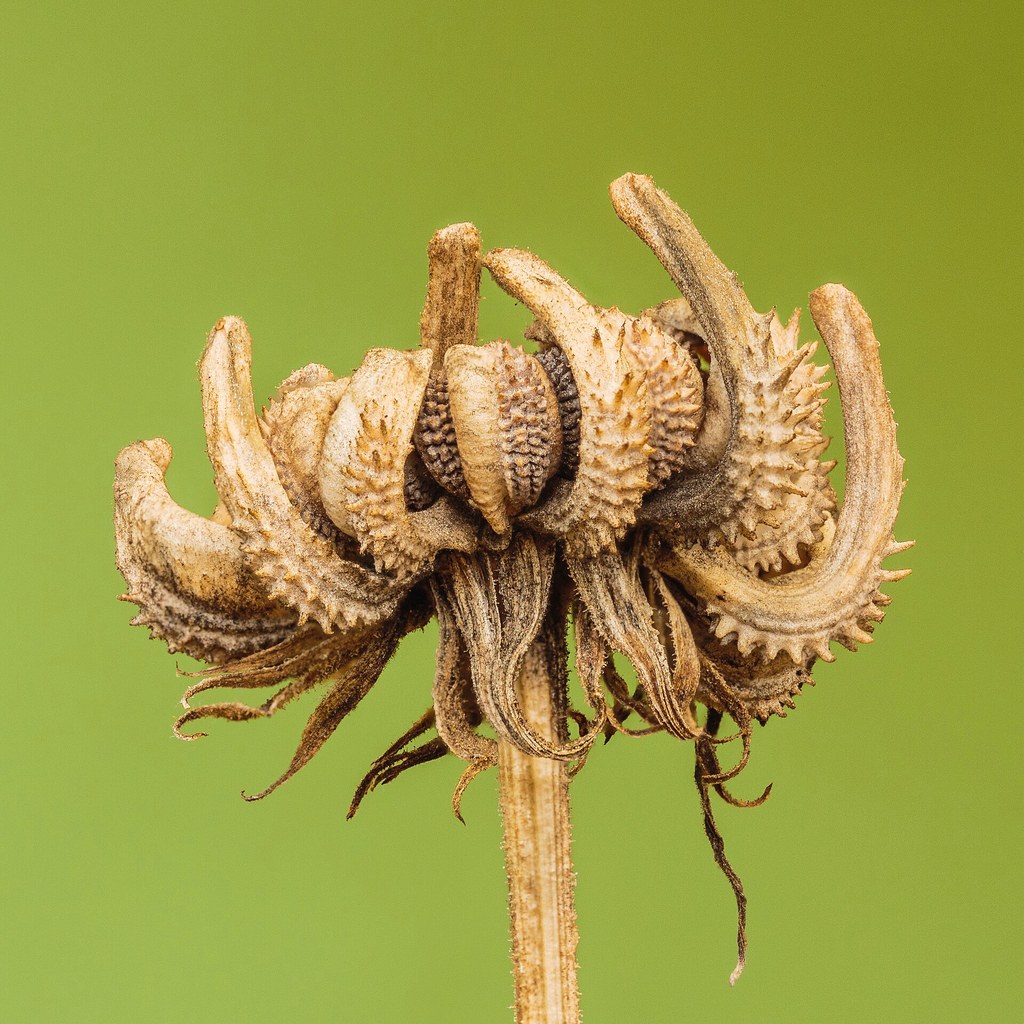 Ringelblume – Blütezeit
