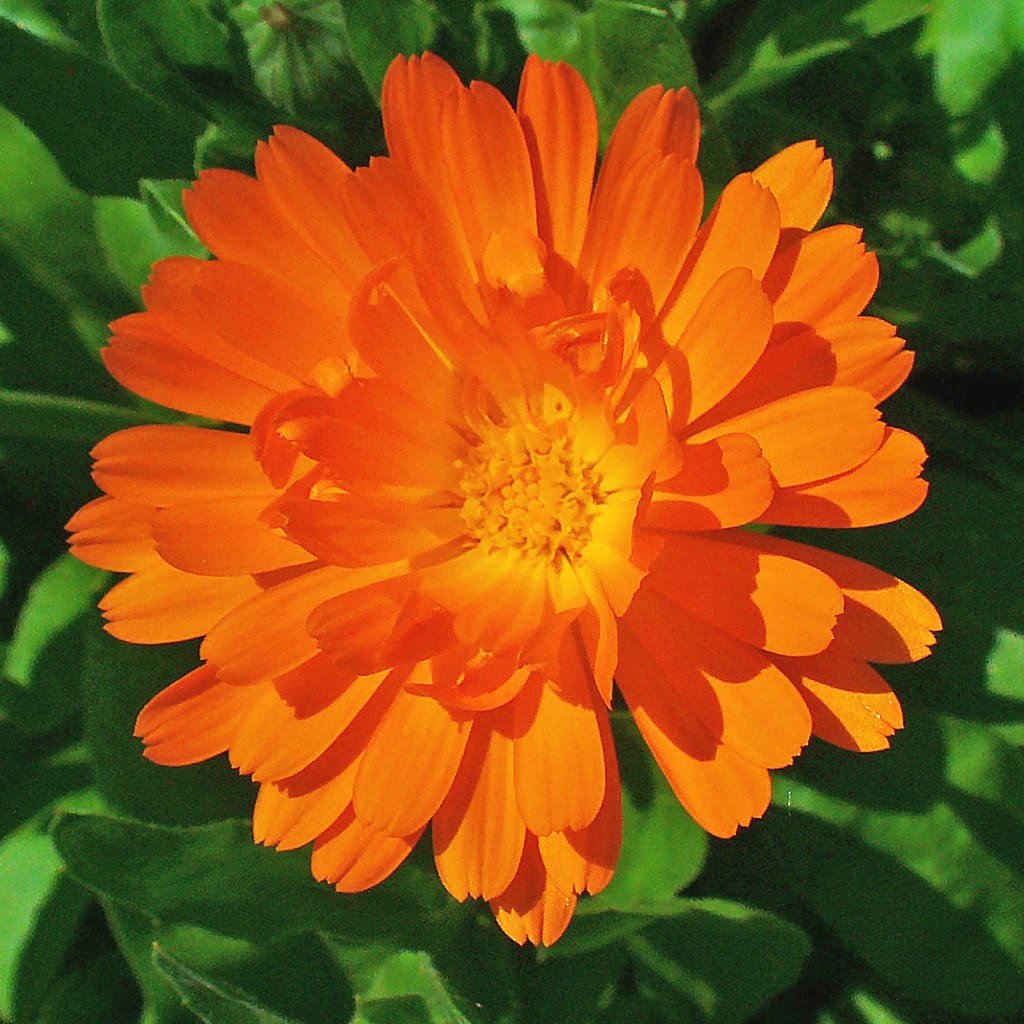 Ringelblume – Erntezeit