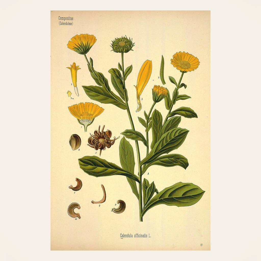 Ringelblume – Botanische Illustration