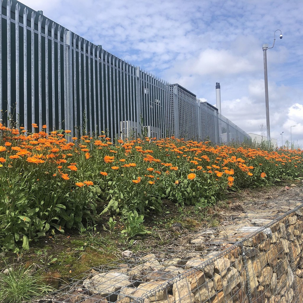 Ringelblume – Wichtigste Wirkstoffe